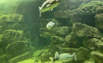 Galway Atlantaquaria