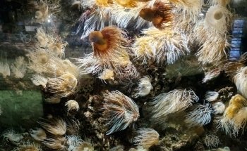Galway Atlantaquaria