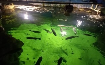 Galway Atlantaquaria