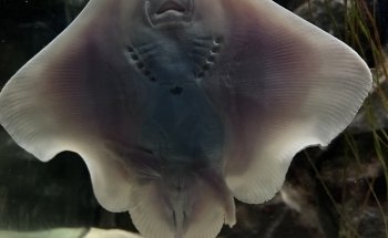 Galway Atlantaquaria