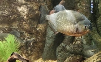 Galway Atlantaquaria