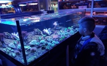 Seahorse Aquariums
