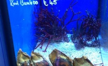 Seahorse Aquariums