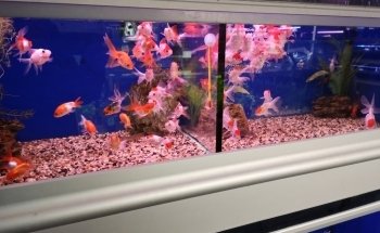 Seahorse Aquariums