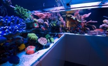 Seahorse Aquariums