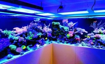 Seahorse Aquariums