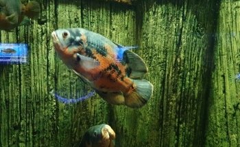 The Achill Experience Aquarium & Visitor Centre