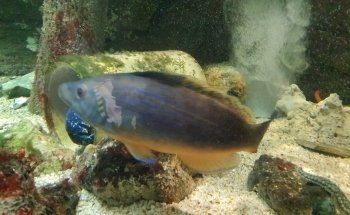 The Achill Experience Aquarium & Visitor Centre