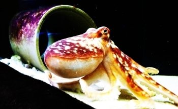 The Achill Experience Aquarium & Visitor Centre