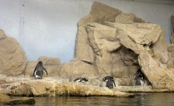 Aquarium of Genoa