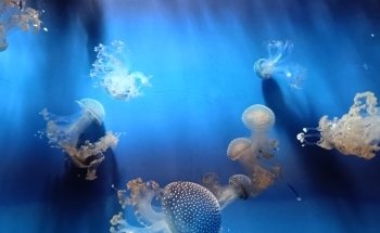 Aquarium of Genoa