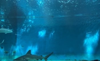 Aquarium of Genoa