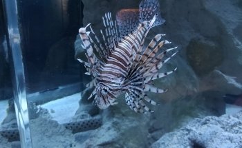 Aquarium of Cattolica