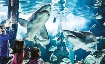 Aquarium of Cattolica