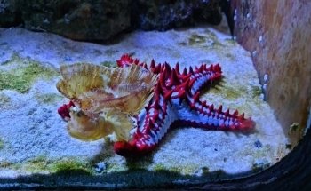 Aquarium of Cattolica
