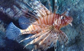 Gardaland SEA LIFE Aquarium