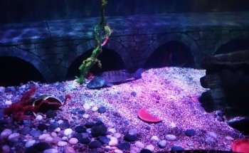 Gardaland SEA LIFE Aquarium
