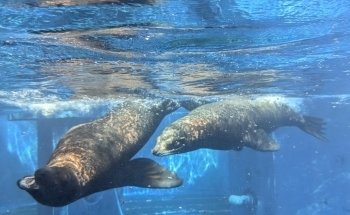 Gardaland SEA LIFE Aquarium