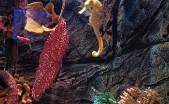 Gardaland SEA LIFE Aquarium