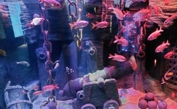 Gardaland SEA LIFE Aquarium