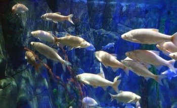 Gardaland SEA LIFE Aquarium