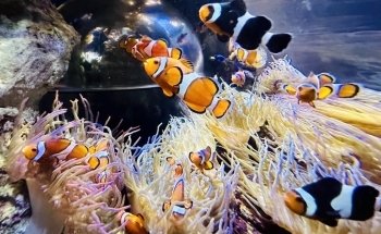 Gardaland SEA LIFE Aquarium