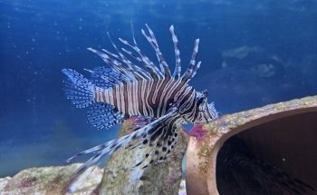 Tropicarium Park