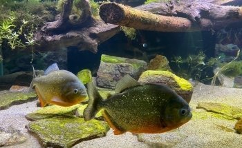 Tropicarium Park
