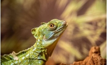 Tropicarium Park