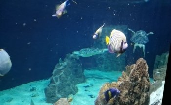Acquario di Livorno