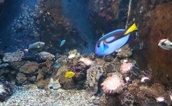 Acquario di Livorno