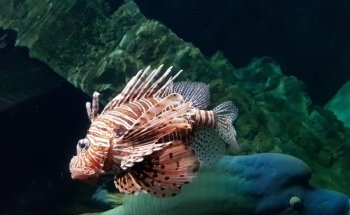 Aquarium of Livorno