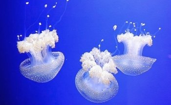 Acquario di Livorno
