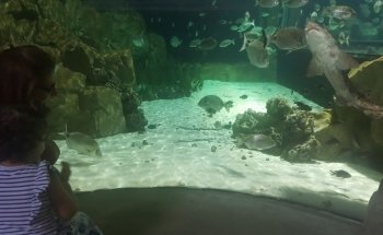 Acquario di Livorno