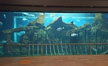 Acquario di Livorno