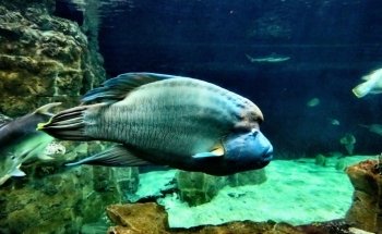 Acquario di Livorno