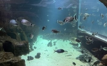 Acquario di Livorno
