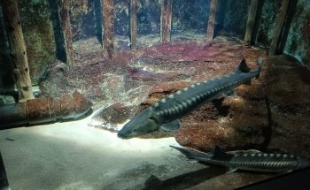 Acquario Civico e Stazione Idrobiologica di Milano