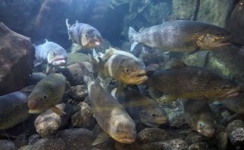 Acquario Civico e Stazione Idrobiologica di Milano