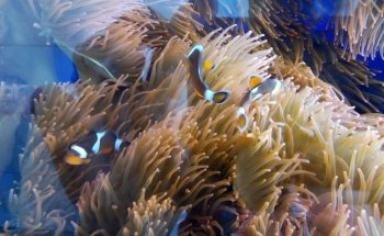 Acquario di Cala Gonone