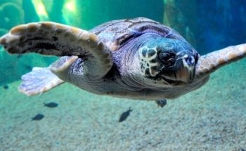 Cala Gonone Aquarium
