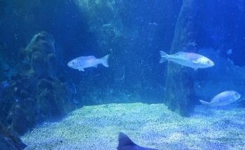 Acquario di Cala Gonone