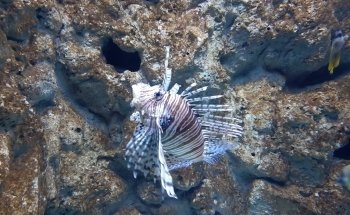 Acquario di Cala Gonone