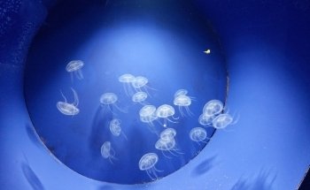 Acquario di Cala Gonone