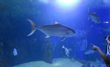 Acquario di Cala Gonone