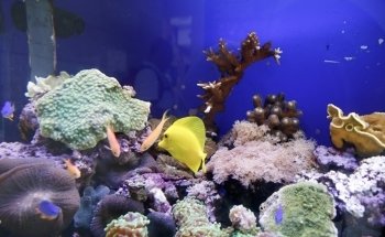 Acquario di Cala Gonone