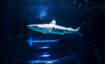 Lanzarote Aquarium