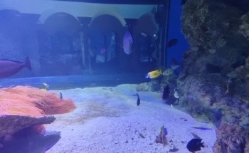 Aquarium of Naples