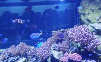 Aquarium of Naples