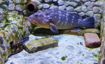 Aquarium of Naples